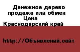 Денежное дерево продажа или обмен › Цена ­ 350 - Краснодарский край  »    